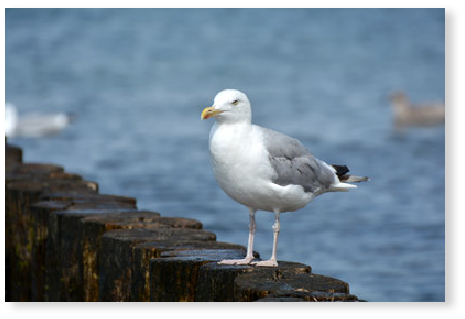 Die Möwe - PVC-Poster