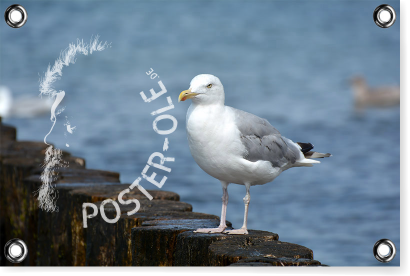 Die Möwe - PVC-Poster